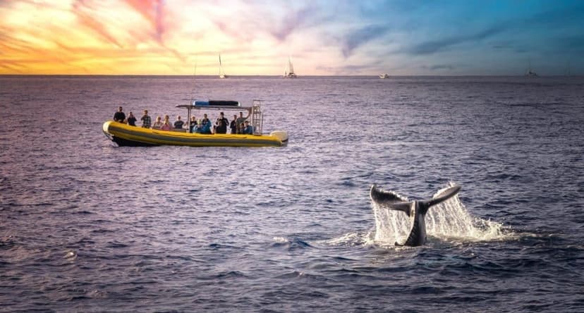 A Guide to Spotting Humpback Whales on Maui