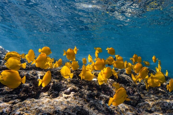 Private Kealakekua Bay Snorkel and Dolphin Watch