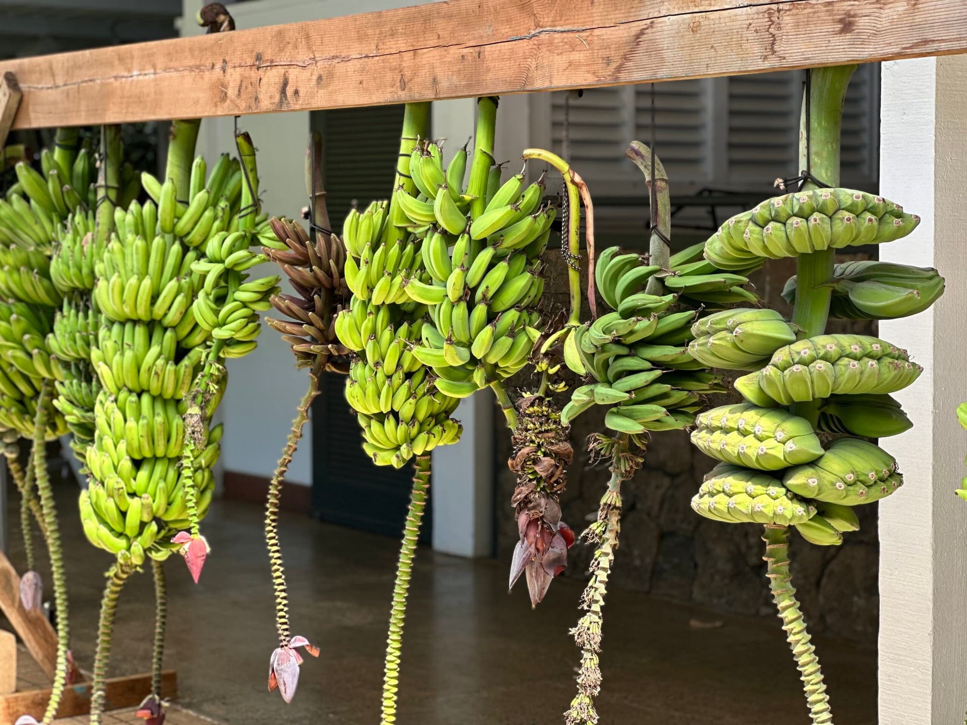 banana bunches hanging from wooden frame at the banana festival on oahu