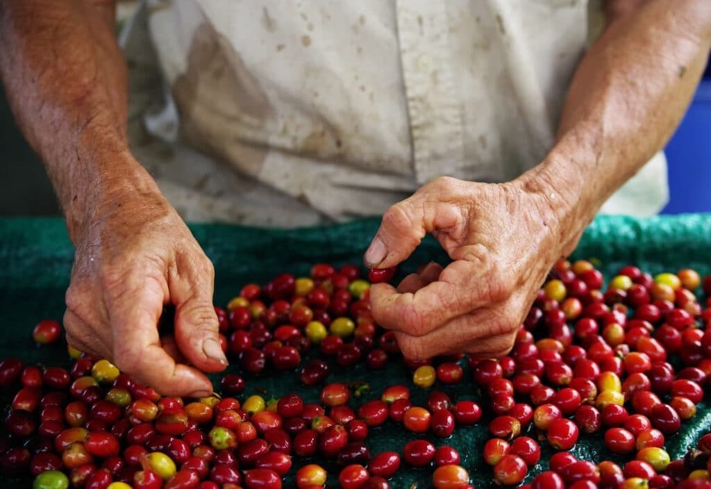 The Best Kona Coffee Tours in Hawai‘i