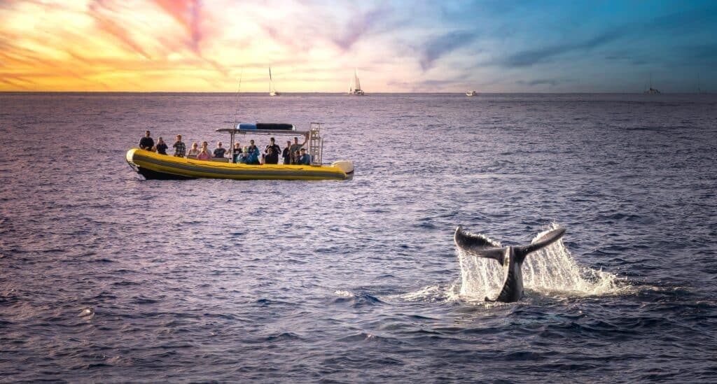 whale watching