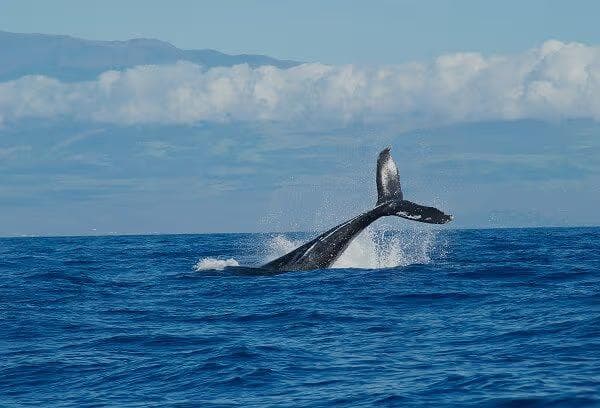 Whale tail coming out of the ocean
