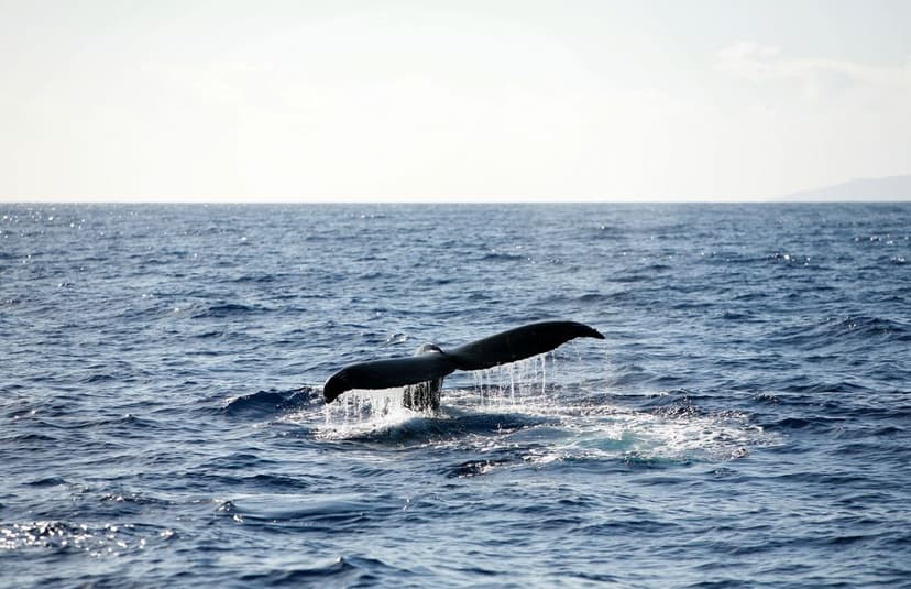 Whale Watching on Hawaiʻi Island