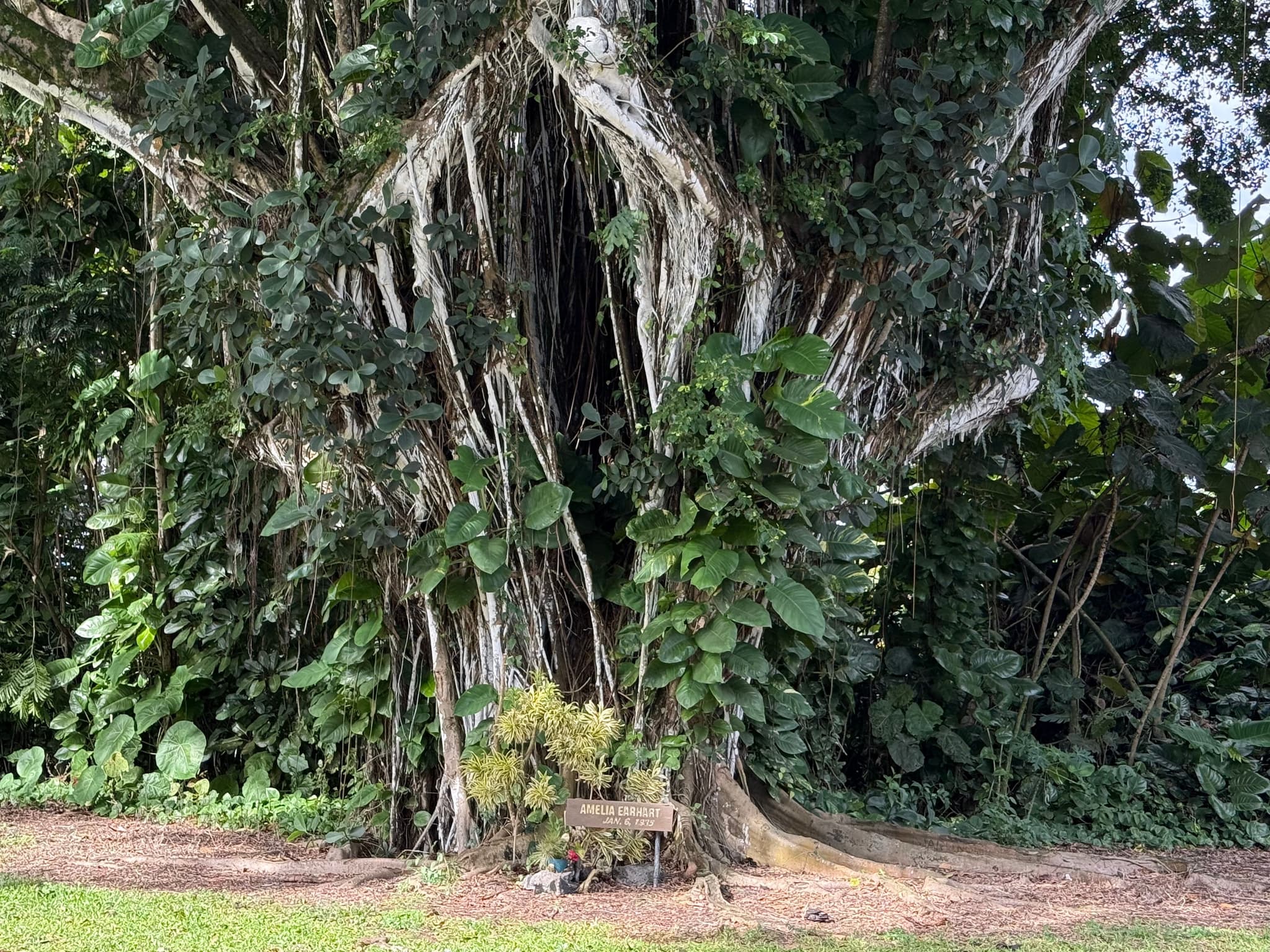 The Amelia Earhart tree in Hilo. Photo by Natasha Bourlin.