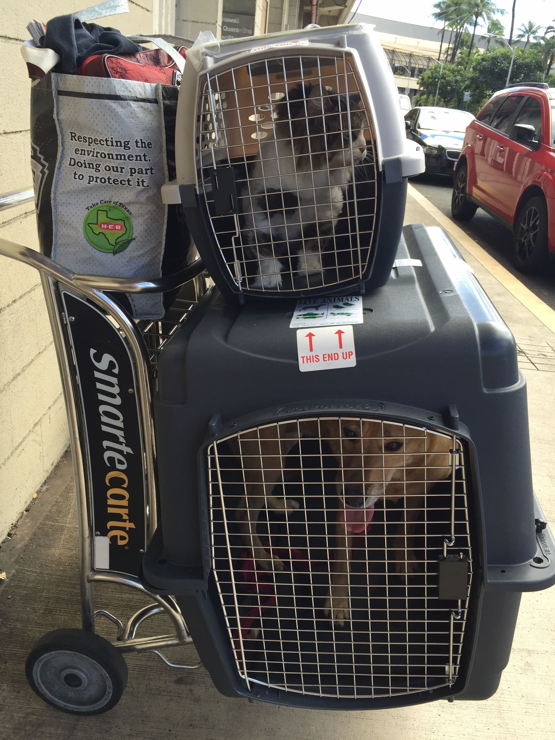 five pets in two crates at the airport