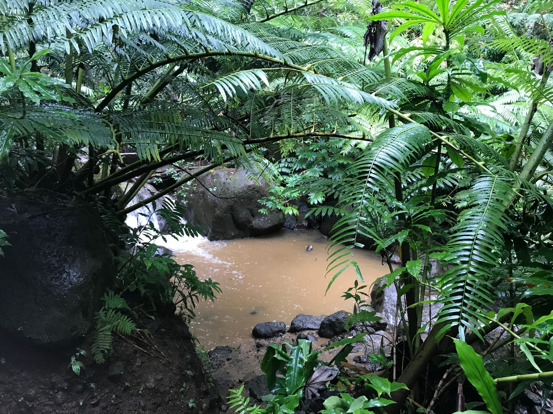muddy stream on a hike through manoa falls hawaii
