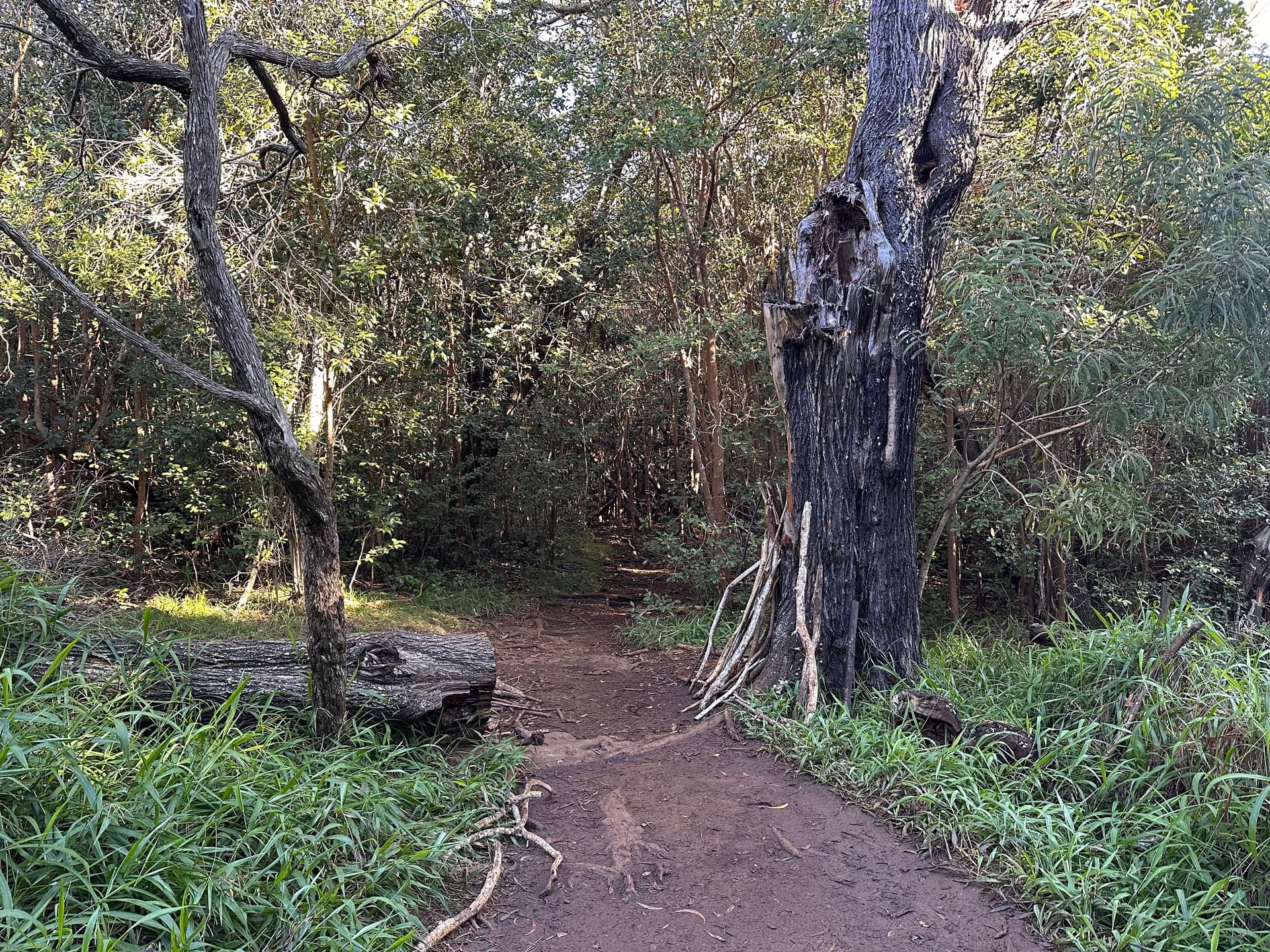 Waimea Canyon Trail hike trailhead at Pu'u Hinahina Lookout