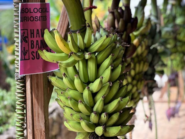Eat Local: Oʻahu’s Banana Festival Serves Over a Dozen Varieties
