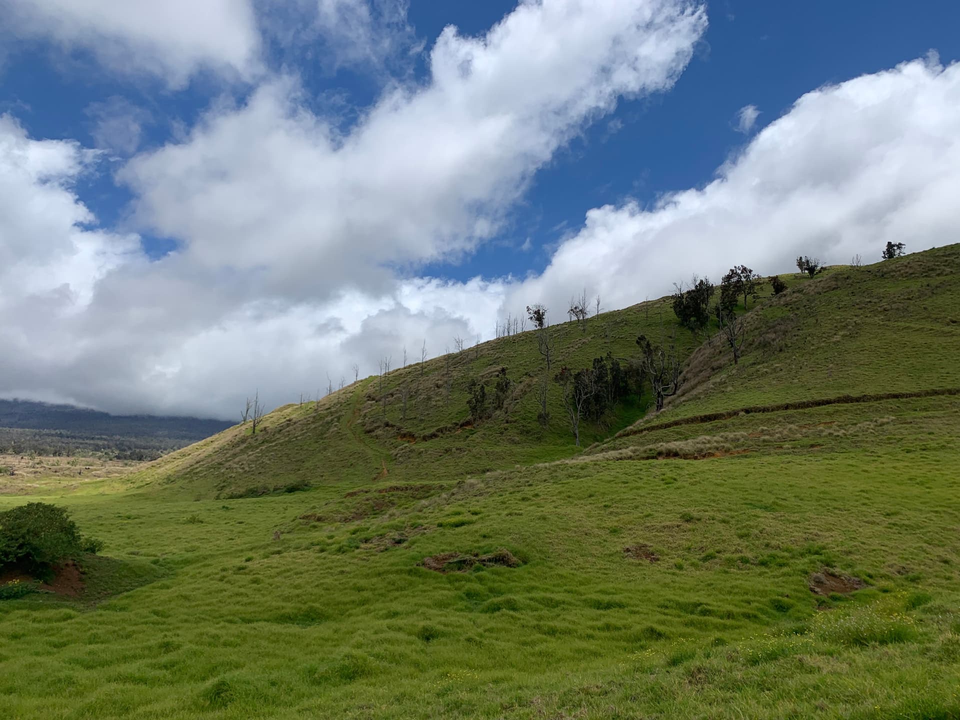 A green hill in a forest reserve in Hawaii, hiking trail