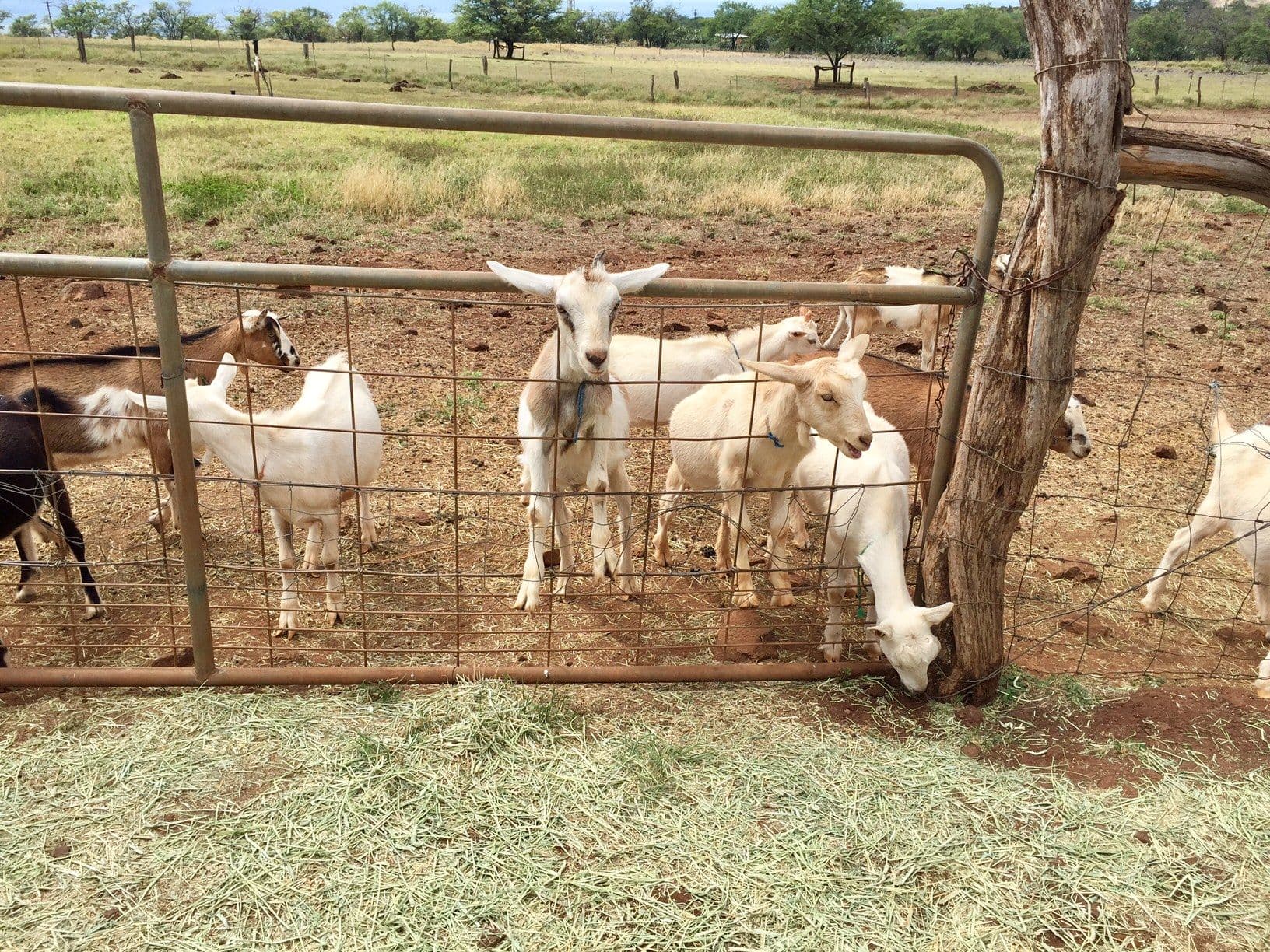 Goats behind a fence