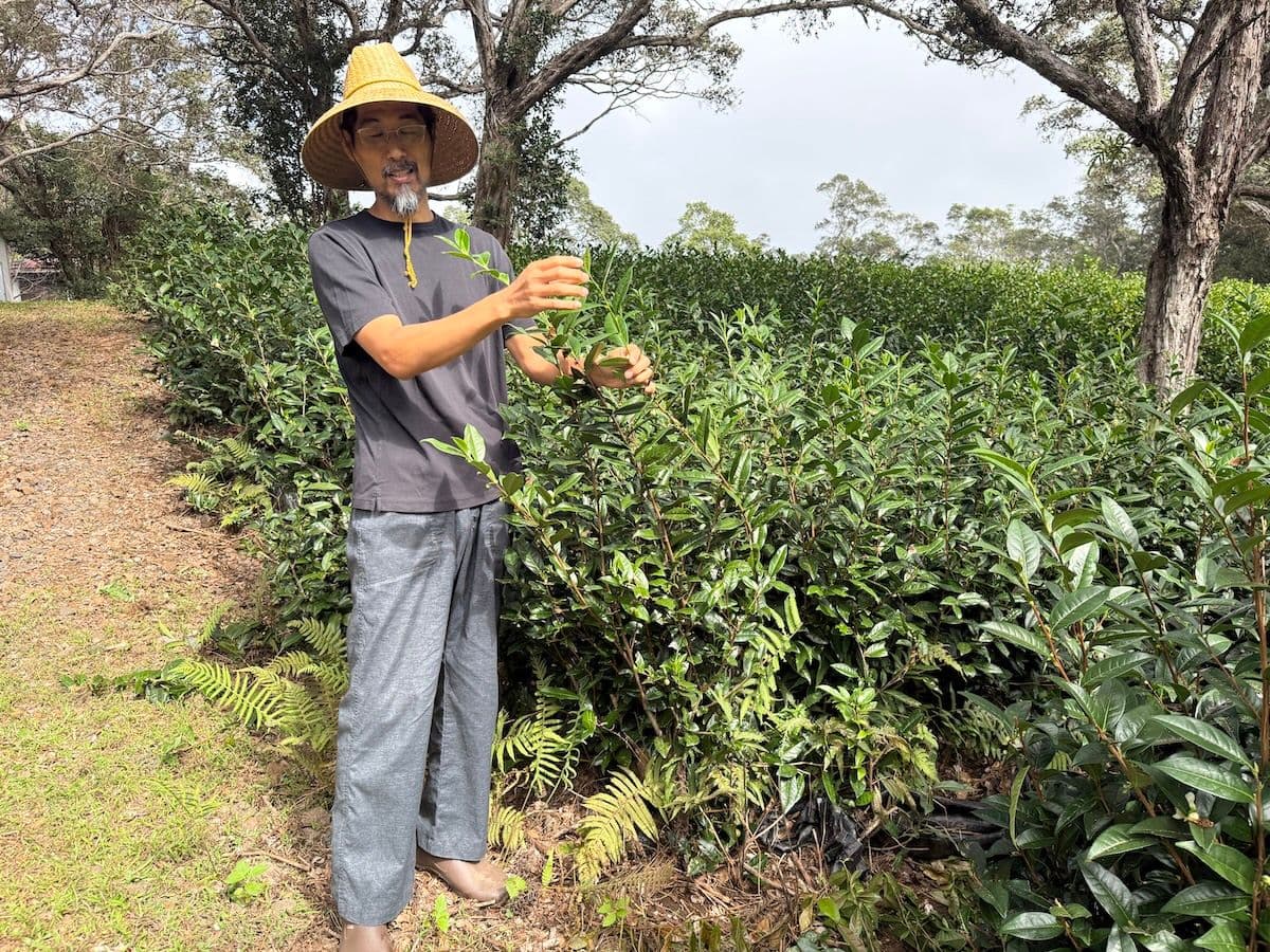 Mauna Kea Tea Farm