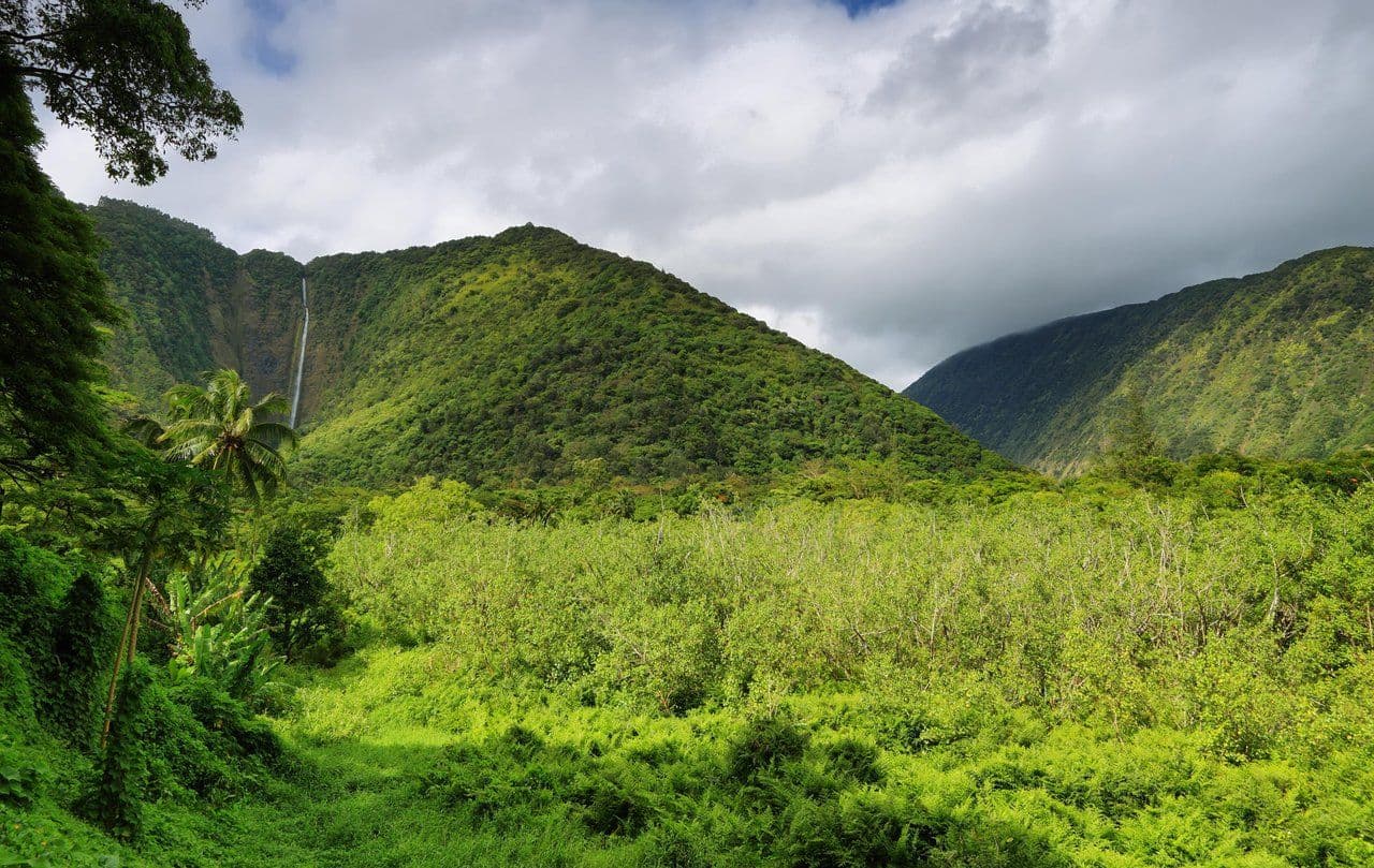 A lush green valley on the hamakua coast of hawaii island.