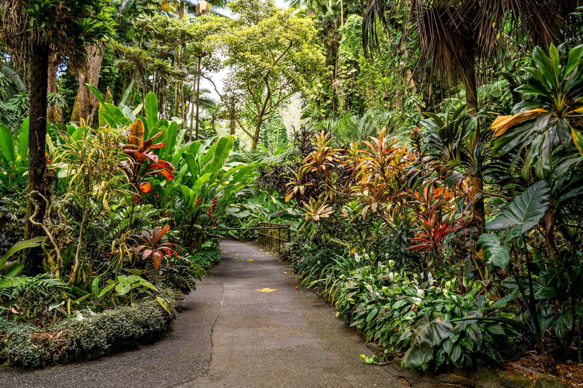 Exploring the Big Island Botanical Gardens of Hawaii