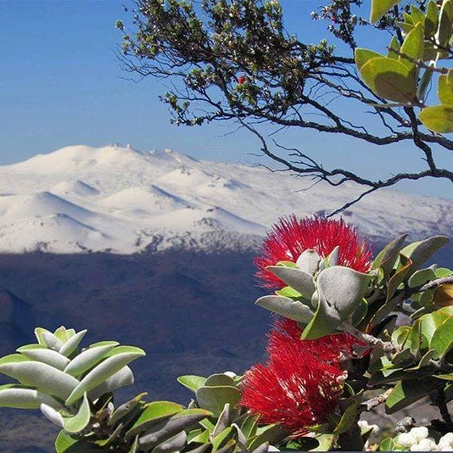 Ohi’a lehua flower with snow on Mauna Kea in background. (Photo Credit: Hawai’i Visitors Bureau)