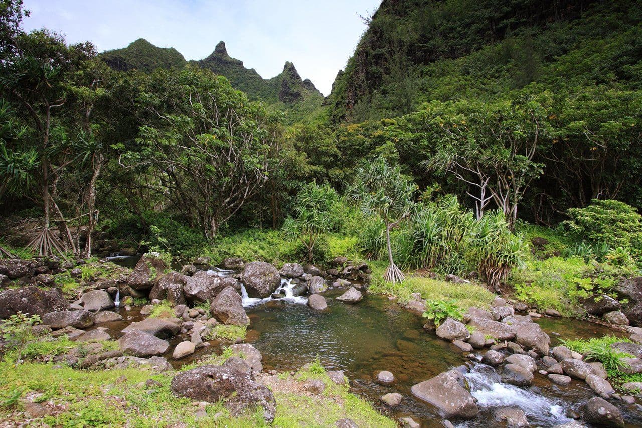 nature preserve with stream, rocks and rainforest