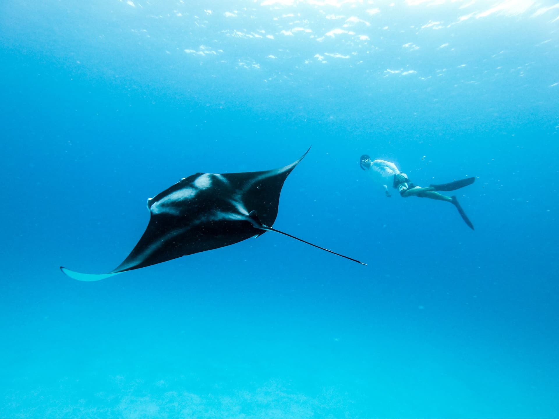 Nighttime Manta Ray Snorkel Tour