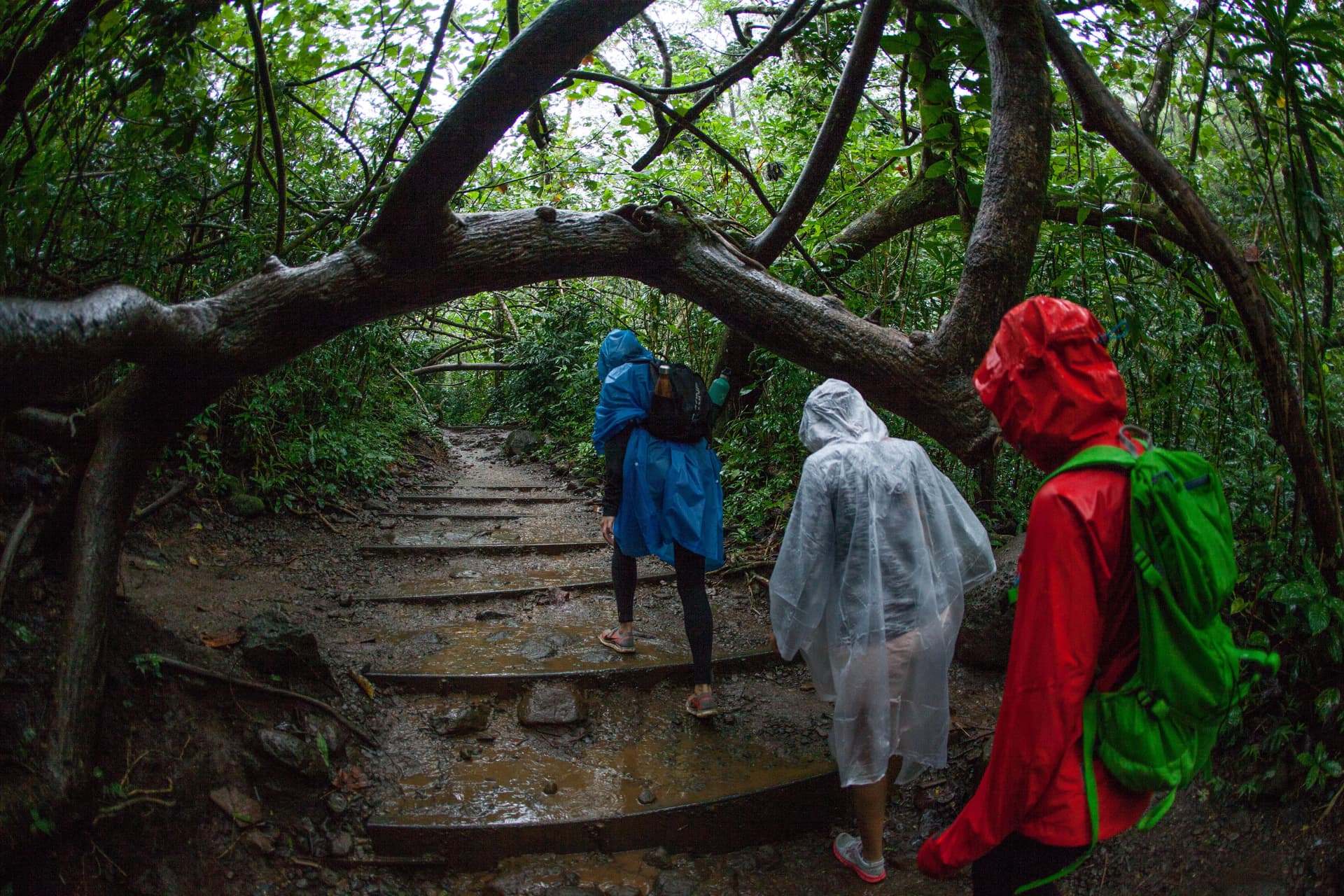 Hiking a muddy trail. People wearing rain gear. Honolulu Oahu.