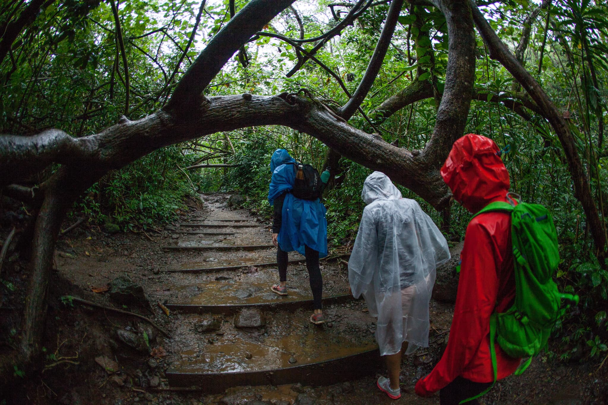 Mānoa Falls Trail Hike. Photo by Sarah Burchard.