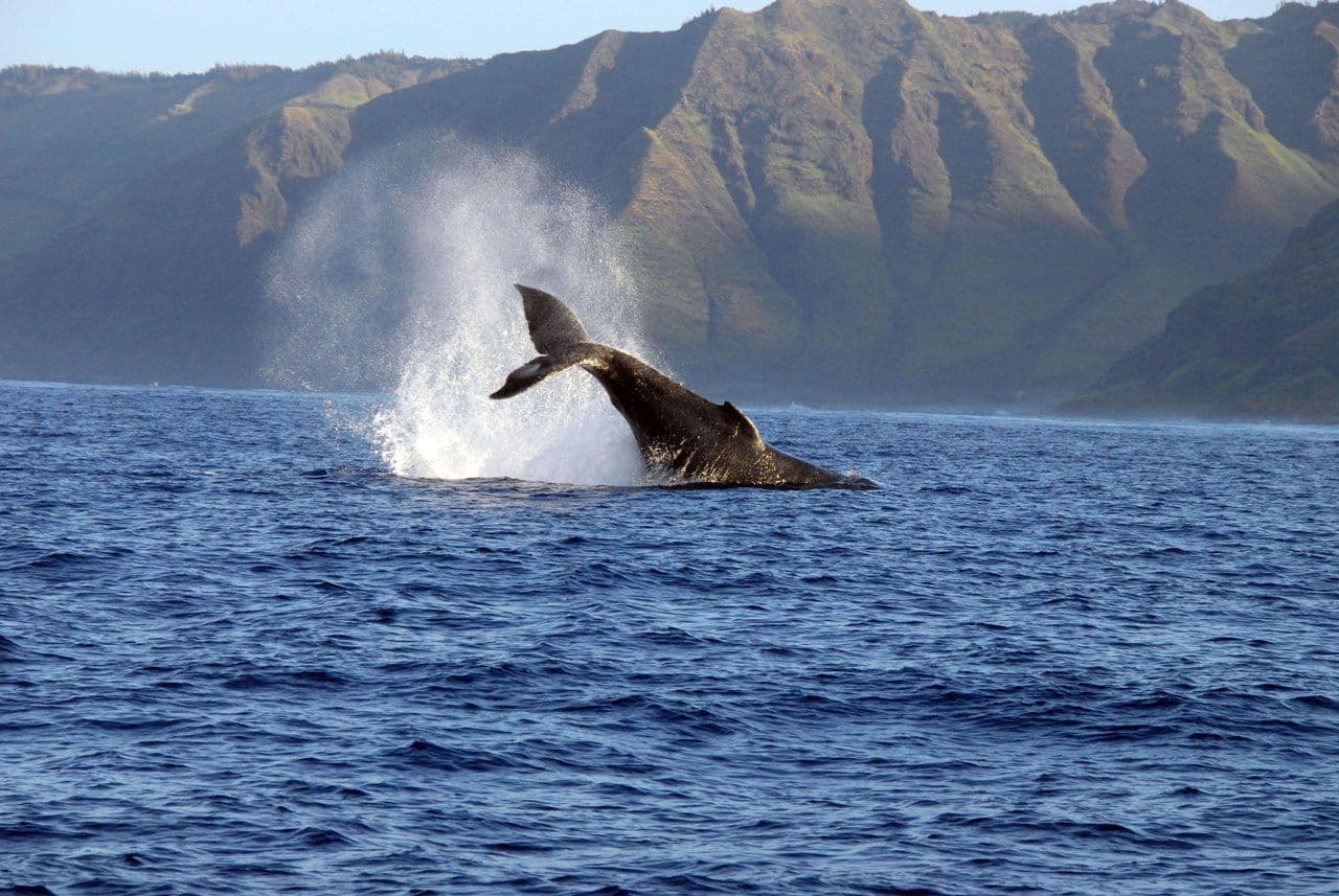 Whale breaching in the ocean.
