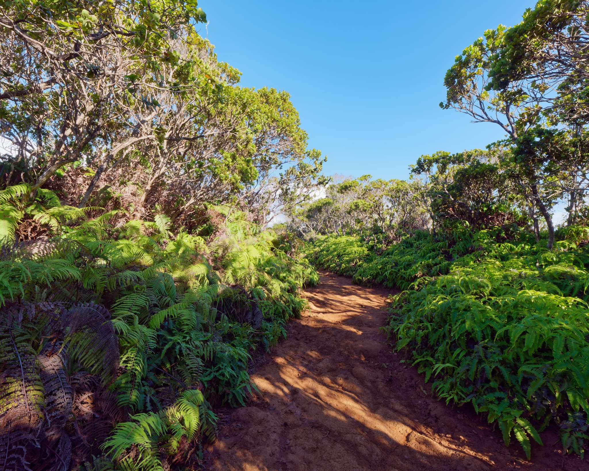 A scenic pathway in Kōkeʻe State Park. Photo by Wirestock Creators via Shutterstock.