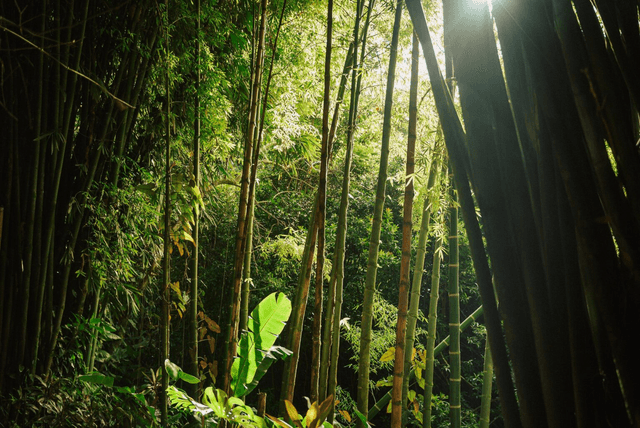 The Garden of Eden Maui: A Respite on the Road to Hāna