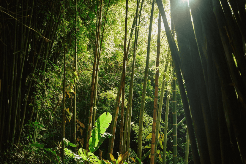 The Garden of Eden Maui: A Respite on the Road to Hāna