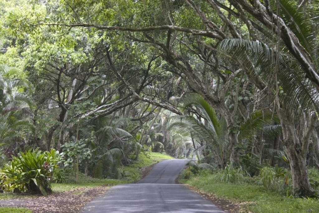 Kuaui Tree Tunnel Roadhateii hawiia hawaii. hawaiii hawiaii hwaii hawaai hawall hawii hawwai hawwaii hawwii hiwaii haiwaii hawia hawwi 3620779