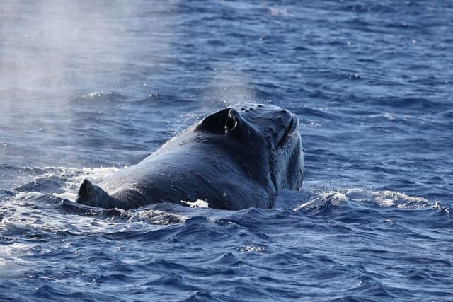 Whale Watching on Oʻahu
