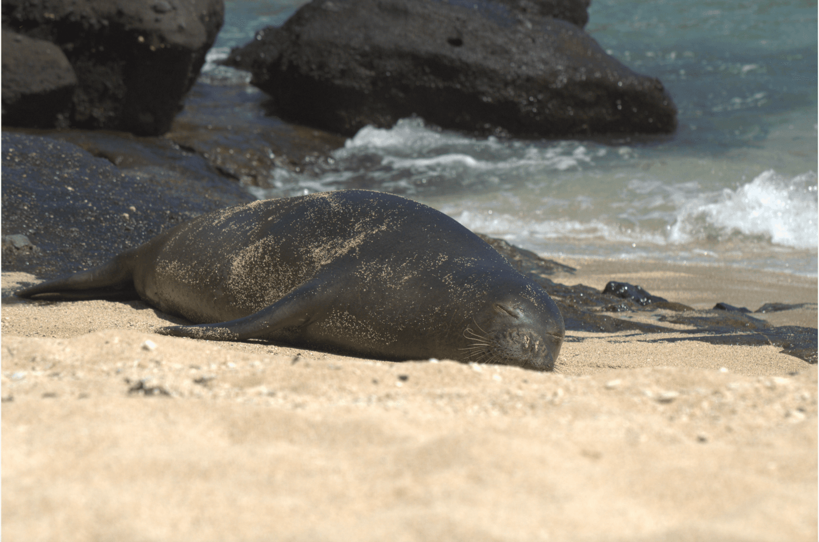monk seal laying on the sand