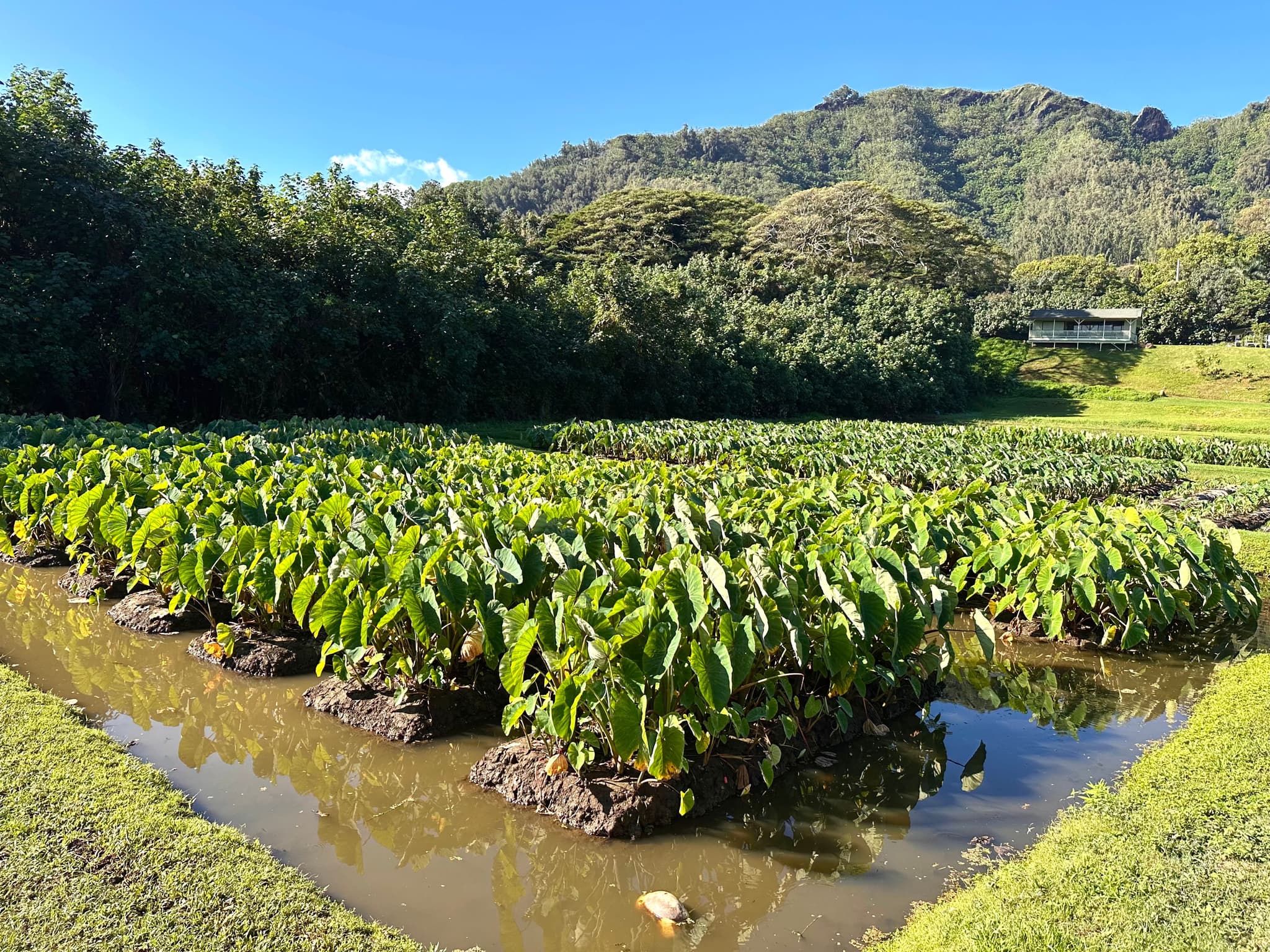 Loʻi kalo (taro fields) at Kualoa Ranch. Photo by Sarah Burchard.