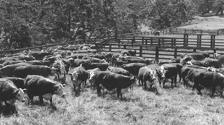 Photo courtesy of Paniolo Preservation Society.