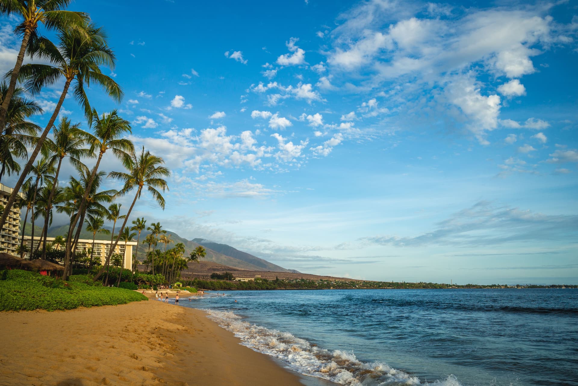 Beach with palm trees and ocean