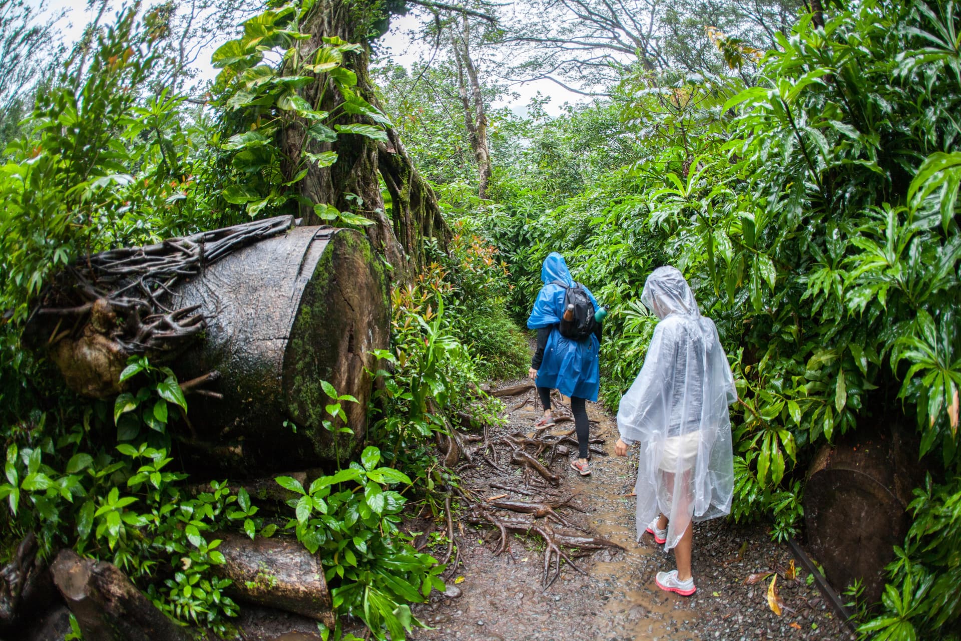 two hikers hiking a muddy trail with rain ponchos on