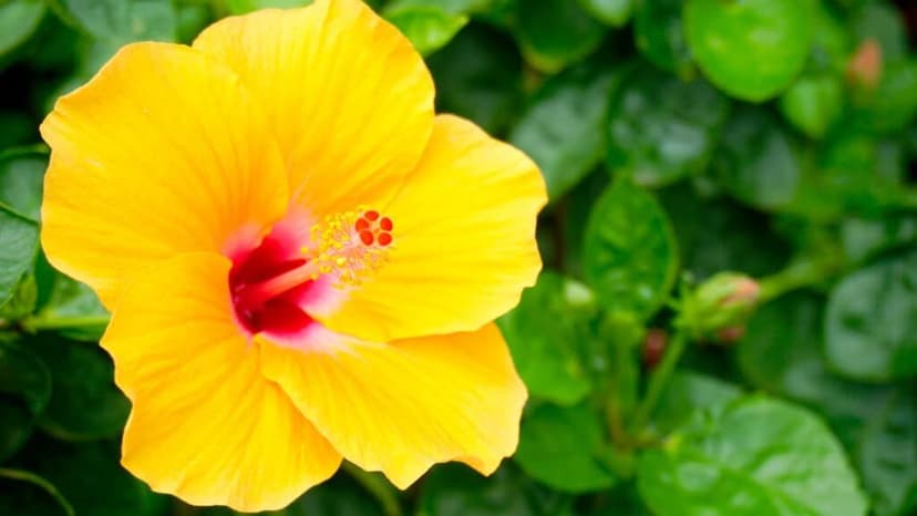 Discover the Beauty and Meaning of Native Hawaiian Plants