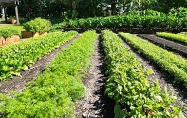 Rows of plantings in a garden