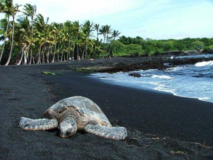 Sea turtles come up onto the black sand at Punalu’u. (Photo Credit: HawaiianScribe)