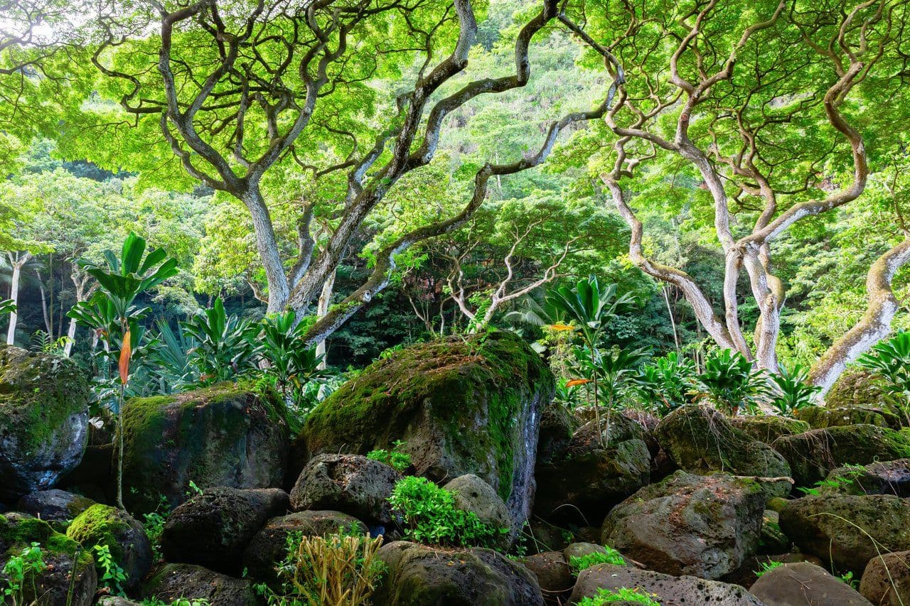 a tropical botanical garden in hawaii