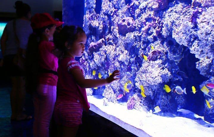 Two children gazing into a large aquarium.