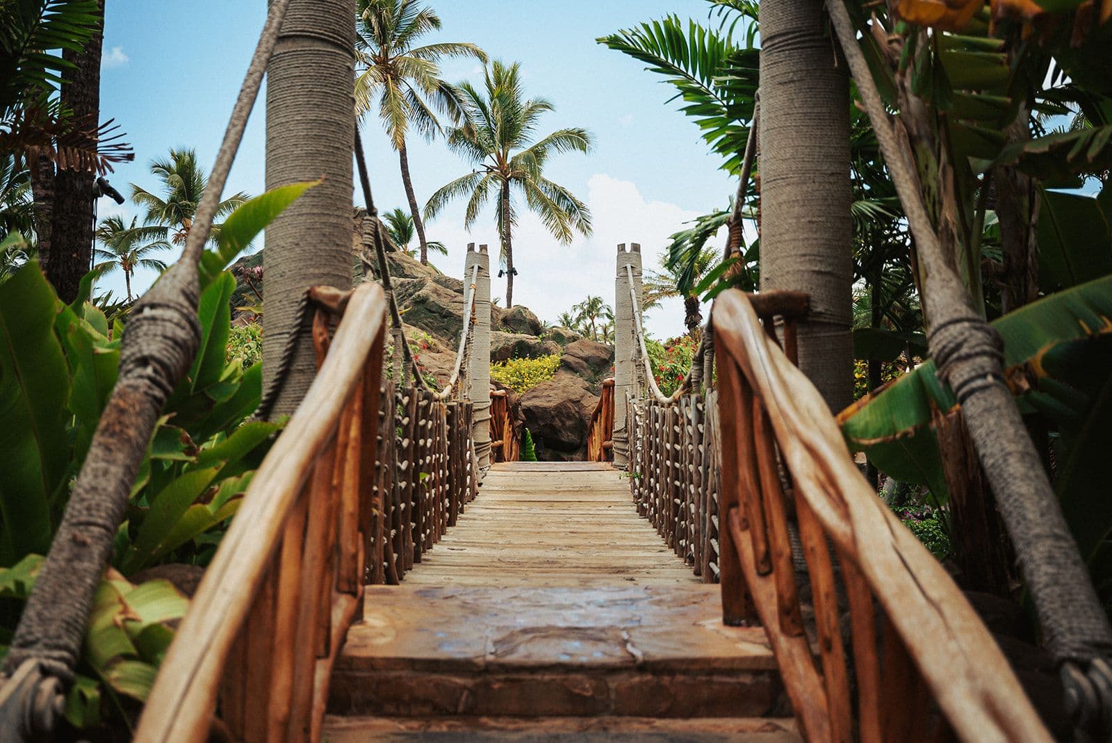 A bridge in the rainforest in hawaii.