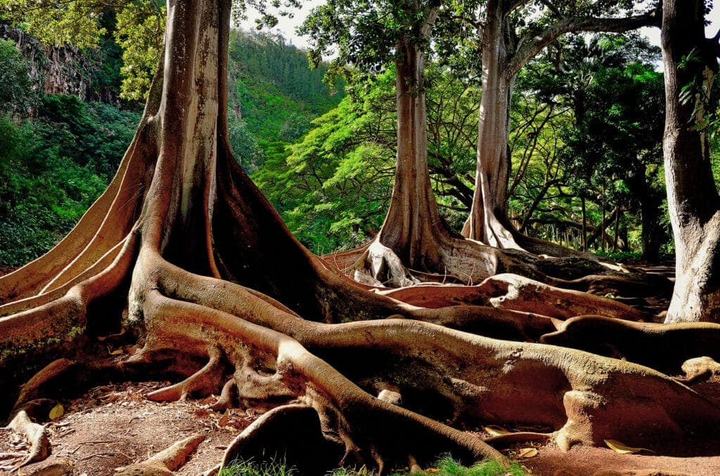 Hawaii Kauai Allerton Garden fig tree trunkshateii hawiia hawaii. hawaiii hawiaii hwaii hawaai hawall hawii hawwai hawwaii hawwii hiwaii haiwaii hawia hawwi 505187770