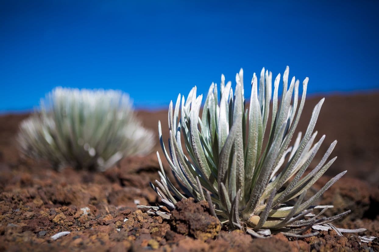 The endemic ʻāhinahina, or Haleakalā silversword, plant. Photo by Tor Johnson, courtesy of Hawaiʻi Tourism Authority.