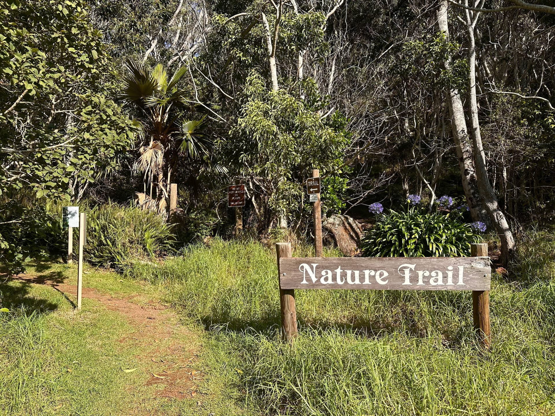 The nature trail at Kokee State Park on Kauai Hawaii.