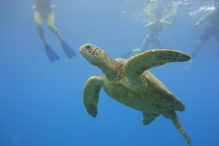 Afternoon Adventure Snorkel from Ka'anapali