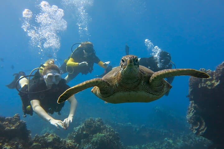 Guided Shore Dive in Kaanapali: Certified