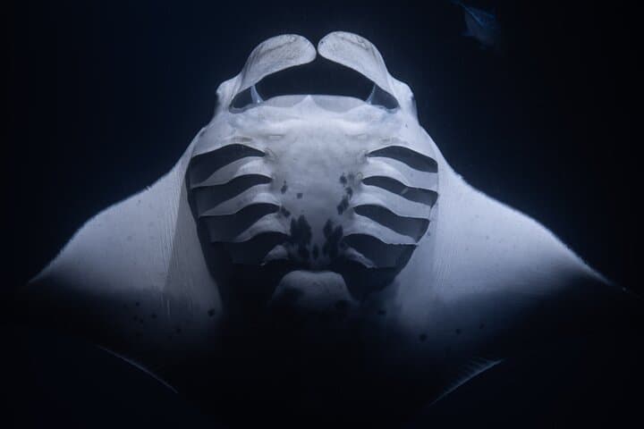 Kona Night Manta Ray Snorkel | Small Group Experience