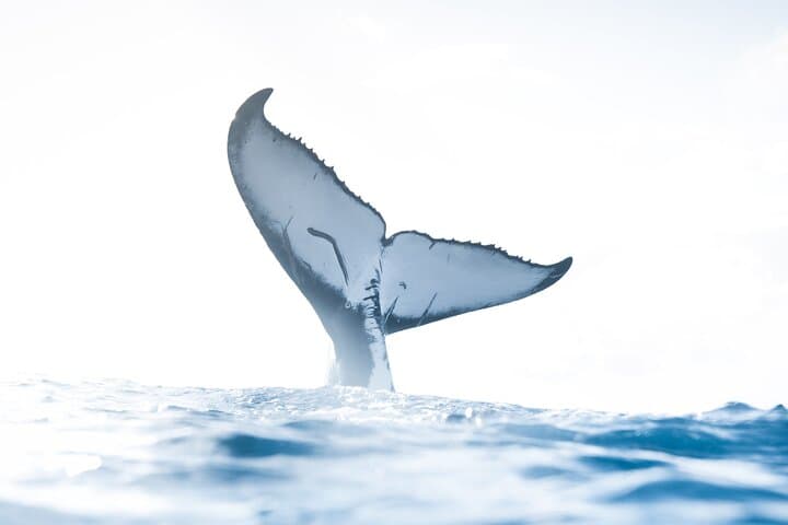 Private Whale Watching Activity: 6 passengers max