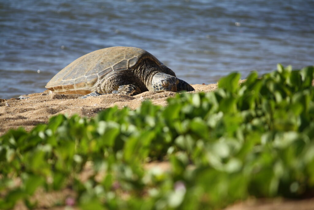 Pacific Green Sea Turtle (Photo Courtesy of Adam Sparks)