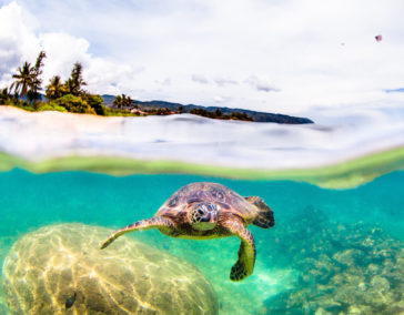Meet a Sea Turtle