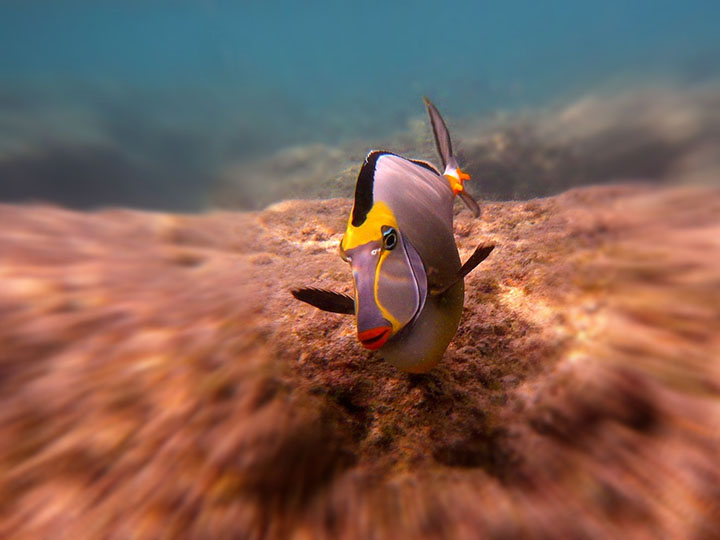 Image of hanauma bay snorkeling hawaii