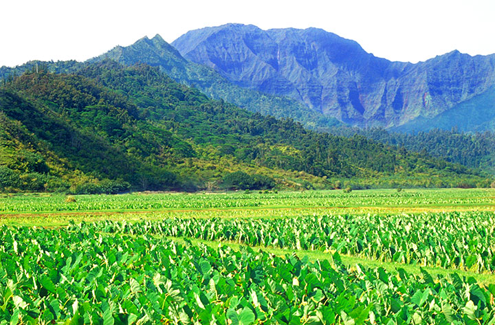 Hanalei Kalo Field